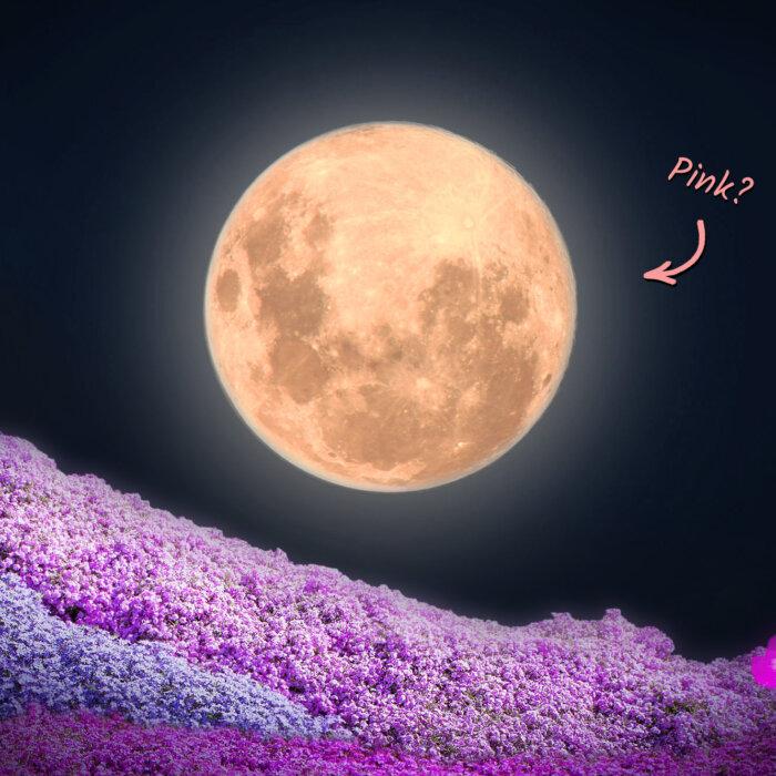 After Eclipsing the Sun, Moon to Wax ‘Full Pink Moon’ This April—Here’s What You Need to Know