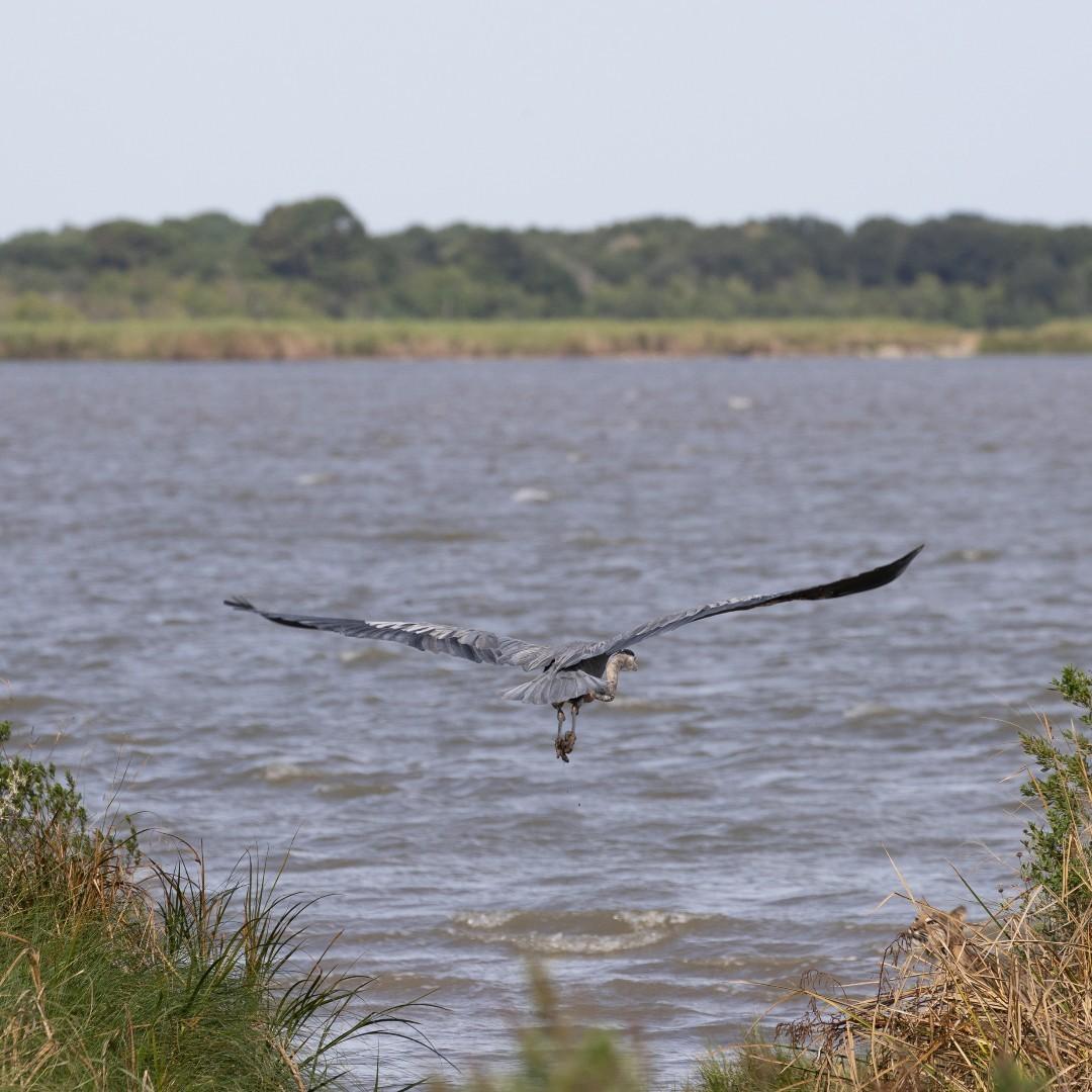 A photograph by Mr. Hall shows a great blue heron being stalked near Anahuac National Wildlife Refuge, Texas. (Courtesy of <a href="https://www.instagram.com/hallcam6/">Jacob Hall</a>)