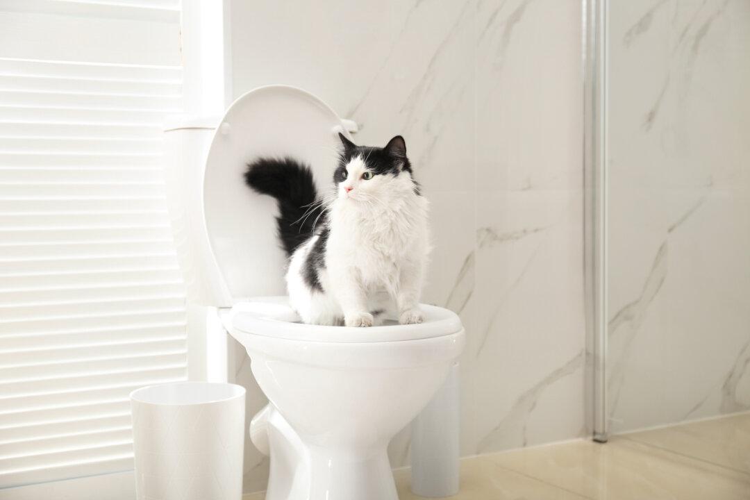 3 Reasons Not to Toilet Train Your Cat