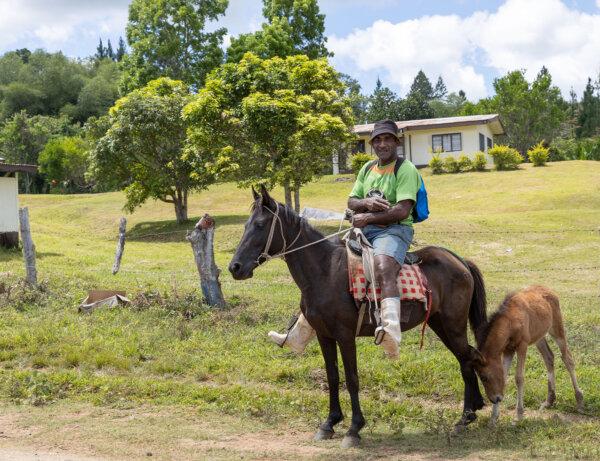 Horses are cheaper than trucks, say Fiji farmers, if you’re out to see a neighbor. (Steve Haggerty/TNS)