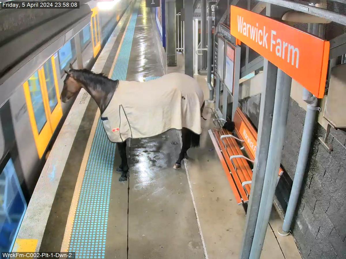 Le cheval attend patiemment derrière la ligne jaune du quai. (Avec l'aimable autorisation de Transport for NSW)