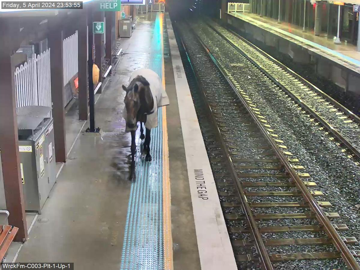 Le cheval a été observé en train de parcourir le quai. (Extrait de capture vidéo des Transports de la Nouvelle-Galles du Sud)