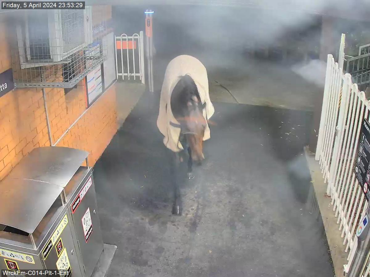 Un cheval échappe à une forte pluie et est aperçu à la porte d'entrée de la gare de Warwick Farm. (Extrait de capture vidéo des Transports de la Nouvelle-Galles du Sud)