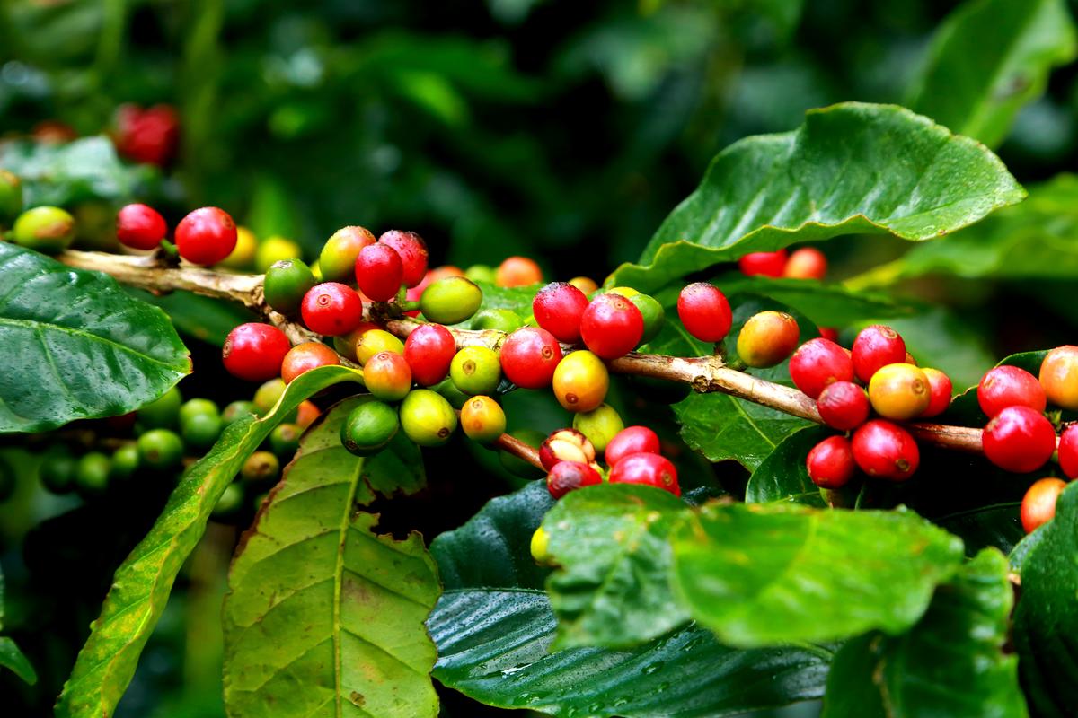 Coffee cherries at harvest on a plantation in Costa Rica. (Atlantide Phototravel/Getty Images)
