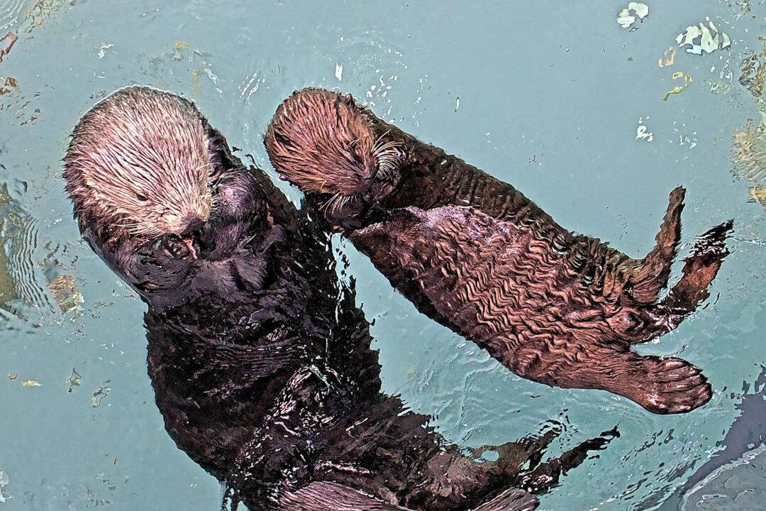 At Long Beach Aquarium, Orphaned Sea Otter Pup Prepares to Go Wild