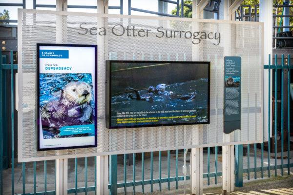 The aquarium's sea otter surrogacy kiosk in April 2024. (Aquarium of the Pacific)