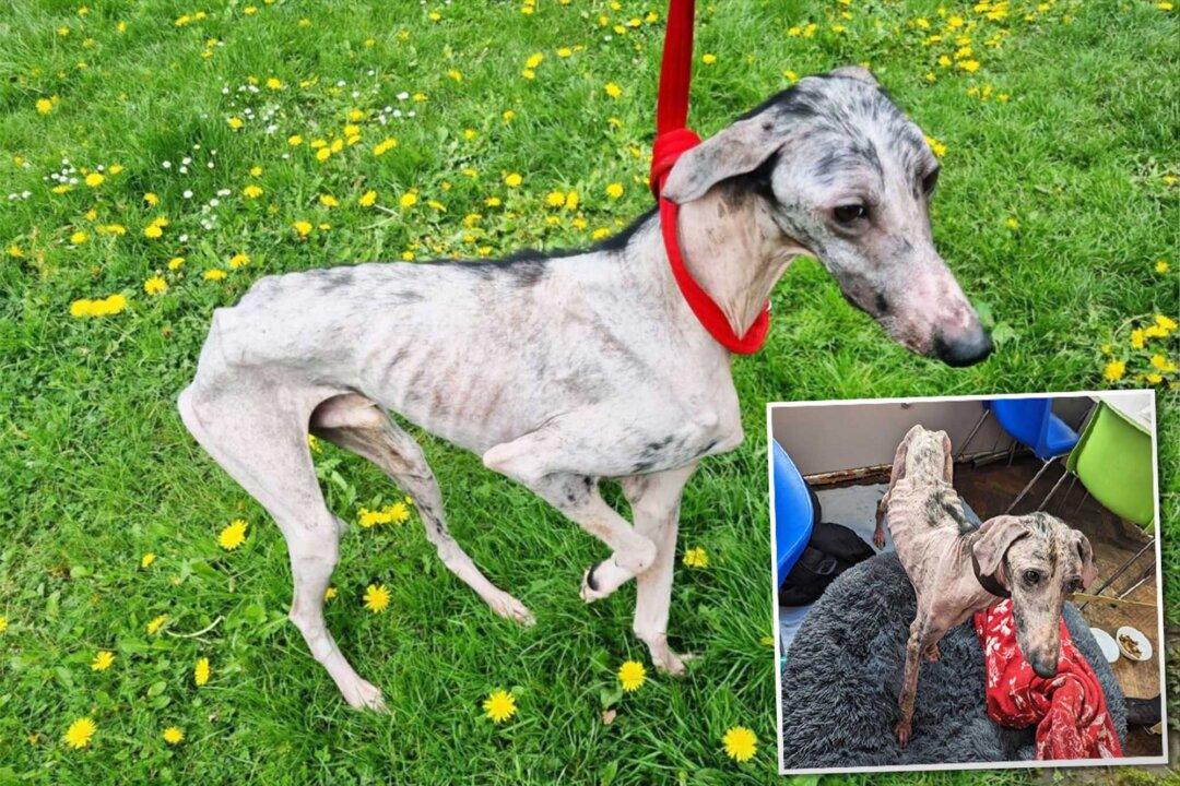 Abandoned Dog Who Was a ‘Walking Skeleton’ Is Rescued From the Brink of Death, Looks Unrecognizable Now