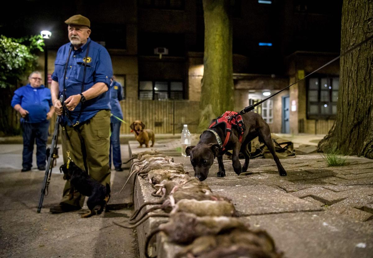 New York Suffers Record Rise in Potentially Deadly Disease Caused by Rat Urine