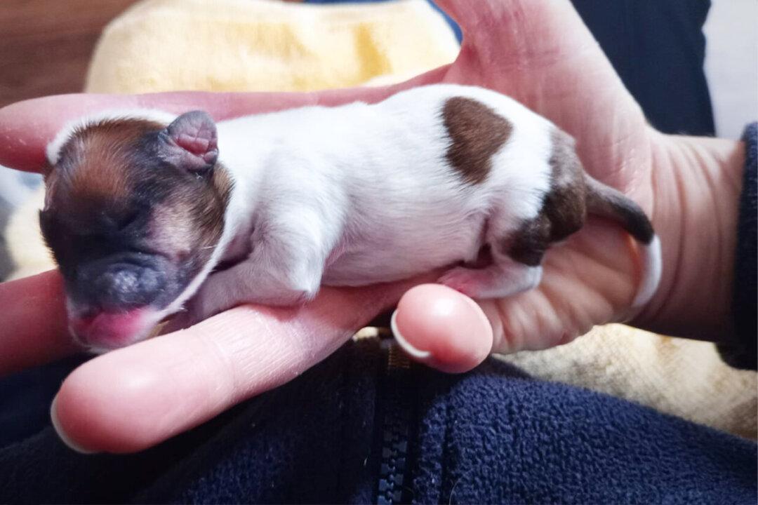 Hamster-Sized Puppy Hurled From a Moving Car ‘Like a Piece of Rubbish’ Survives