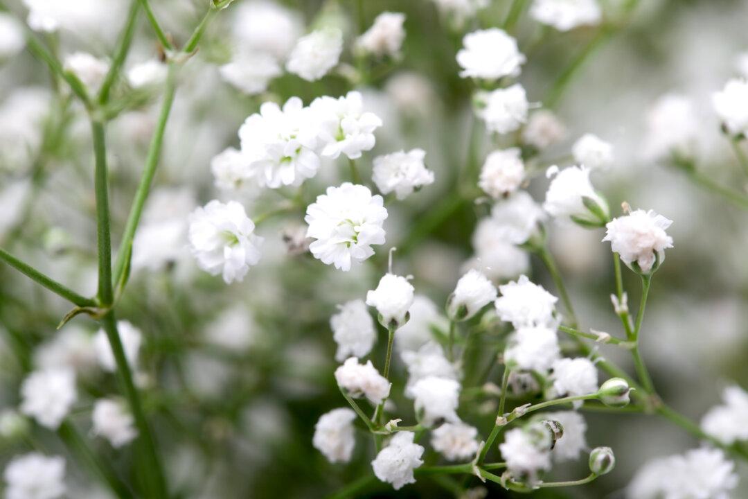 ‘Street Outlaws’ Star Lizzy Musi Dies at 33 Following Battle With Breast Cancer