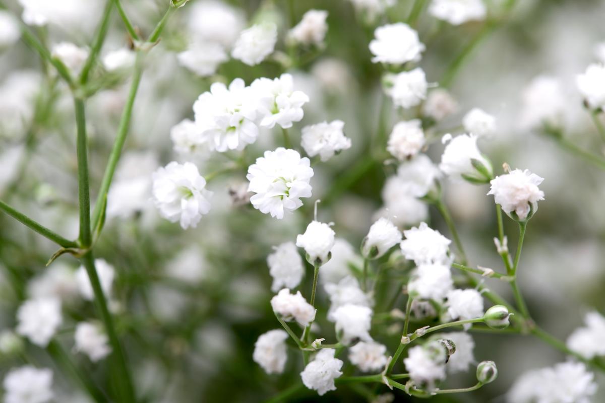 Rodeo Star Spencer Wright’s 3-Year-Old Son Removed From Life Support After Near-Drowning Accident