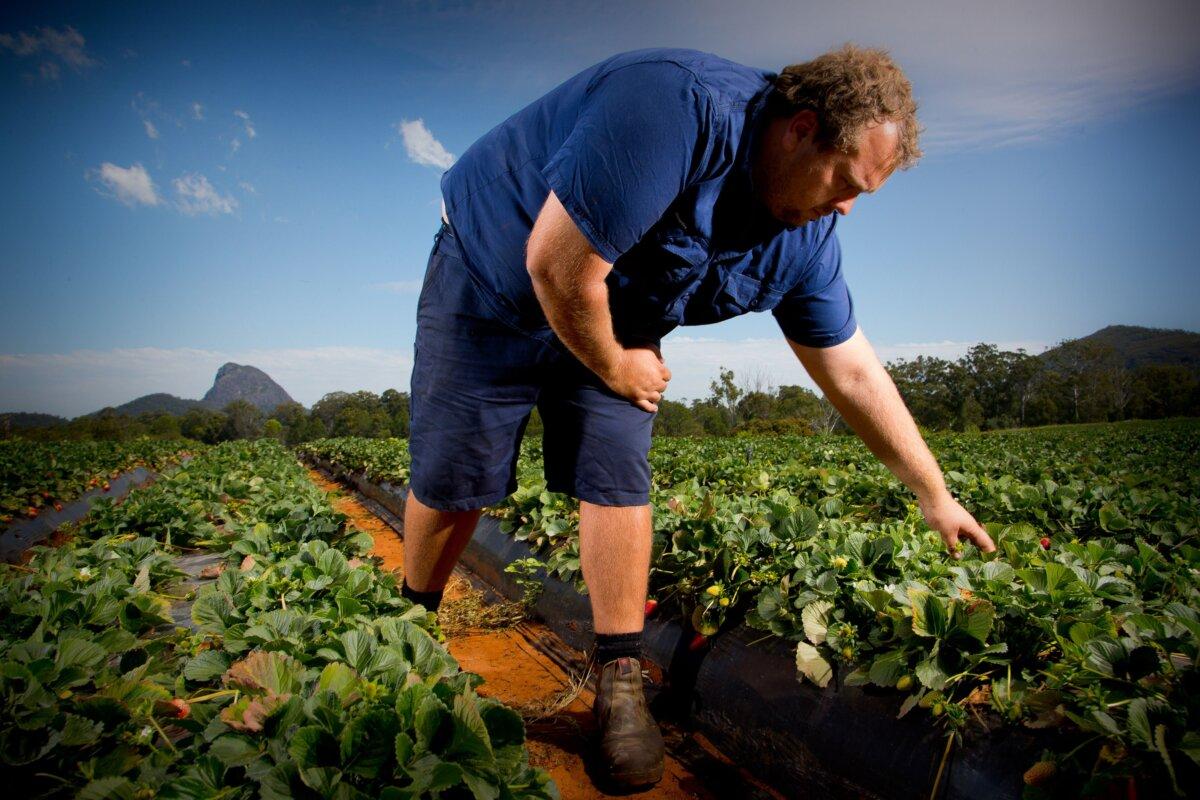 A farmer checks his strawberries in Queensland, Australia, on Sept. 20, 2018. (Patrick Hamilton/AFP via Getty Images)