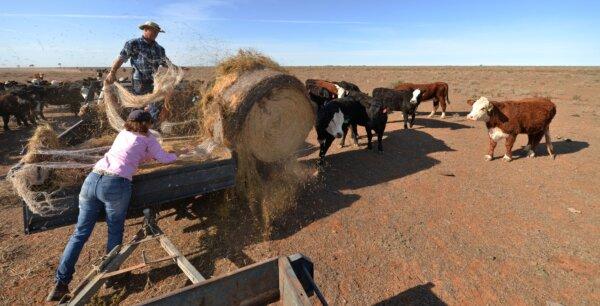 Two farmers feed their cattle in western New South Wales, Australia, on Sept. 28, 2018. (Peter Parks/AFP via Getty Images)