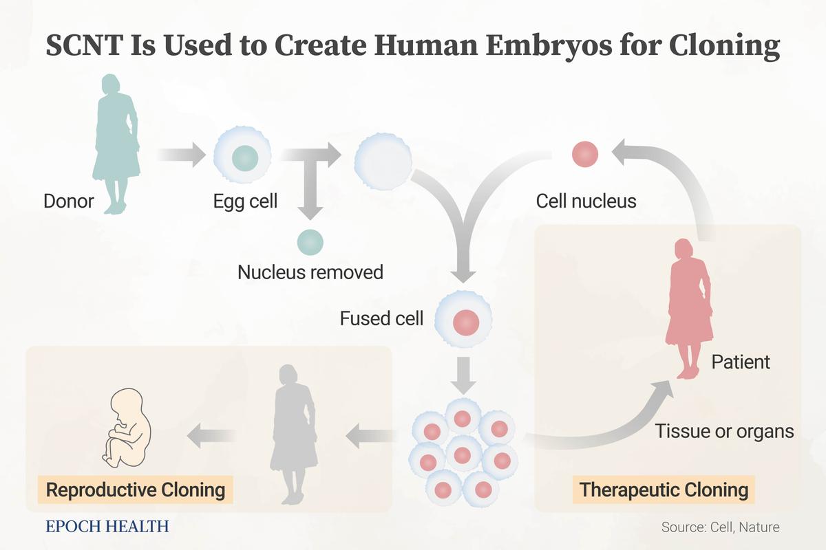 SCNT is used for both therapeutic cloning and reproductive cloning. (Illustration by The Epoch Times)