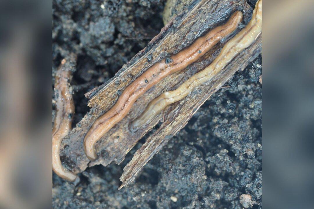 Predatory Toxic Worms Spotted in Ontario, Harmful to Pets, Children