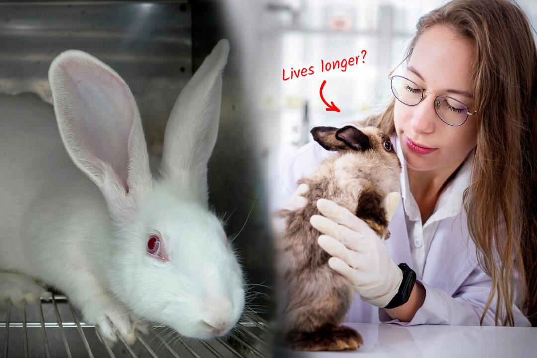 Scientist Discovers Kindness Leads to Heart Health After Unwittingly Sharing Love With Test Rabbits