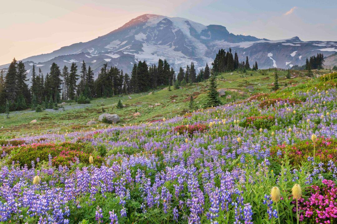 The 5 Best Places in the US to Spot Wildflowers