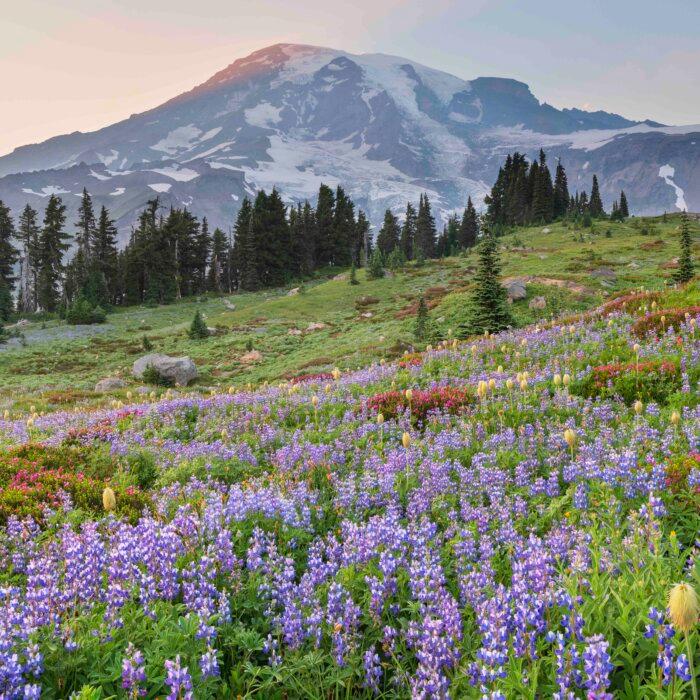The 5 Best Places in the US to Spot Wildflowers
