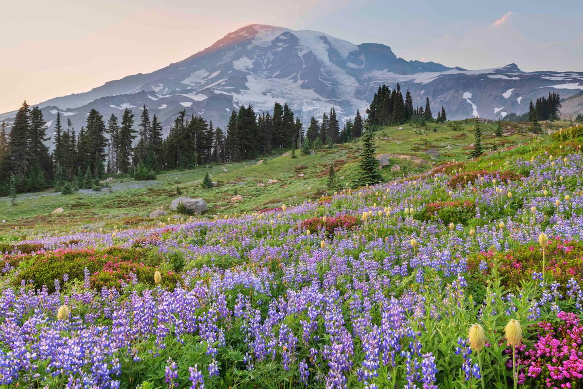The 5 Best Places in the US to Spot Wildflowers