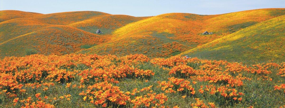 Antelope Valley Poppy Reserve. (James Randklev/Getty Images)