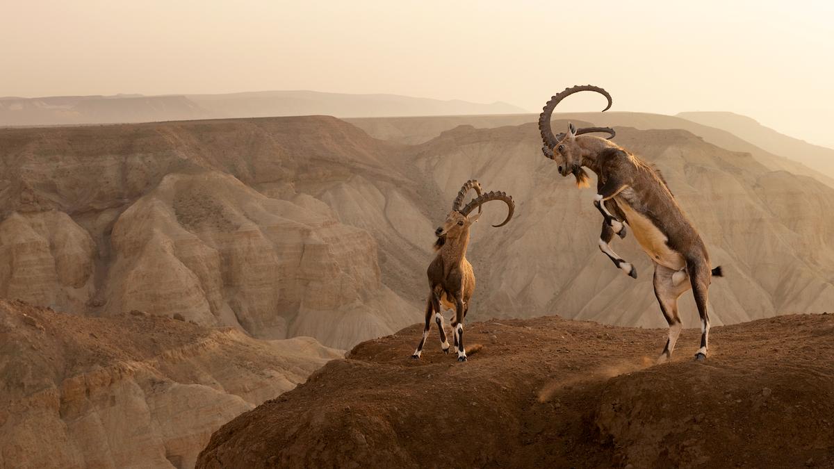 "Living on the Edge" by Mr. Eshel. (Courtesy of Amit Eshel/<a href="https://www.worldnaturephotographyawards.com/">World Nature Photography Award</a>)