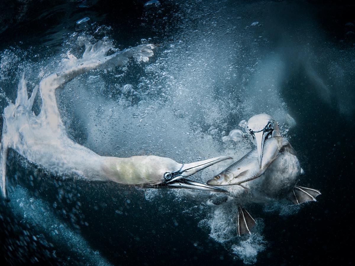 "Underwater gannets" by Ms. Lund. (Courtesy of Tracey Lund /<a href="https://www.worldnaturephotographyawards.com/">World Nature Photography Award</a>)