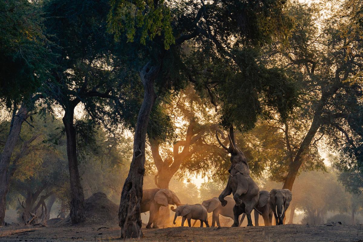 "Reaching for the Top" by Lukas Walter won the bronze award for the category, Behavior - Mammals. (Courtesy of Lukas Walter/<a href="https://www.worldnaturephotographyawards.com/">World Nature Photography Award</a>)