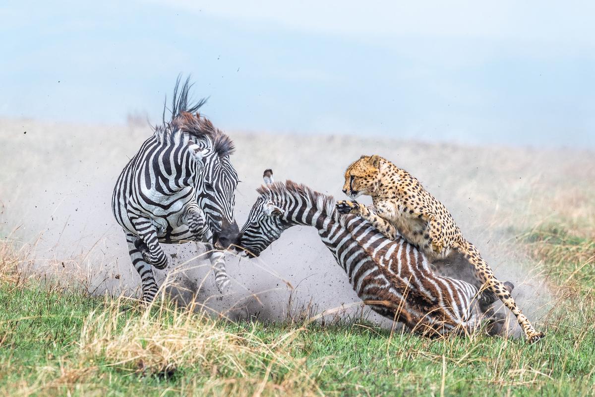 "Those last seconds" by Mr. Brackx. (Courtesy of Alex Brackx/<a href="https://www.worldnaturephotographyawards.com/">World Nature Photography Award</a>)
