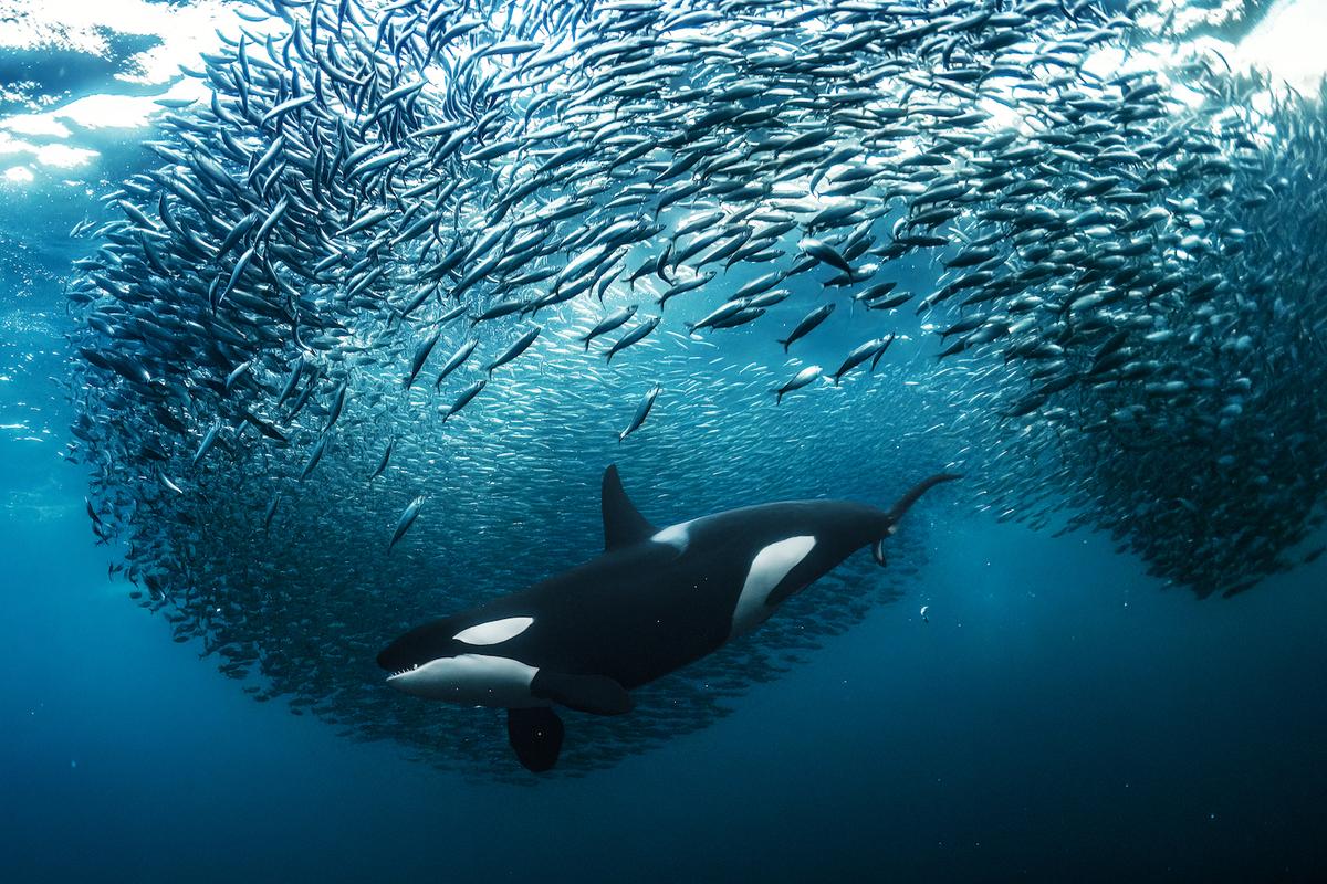 "Crowd control" by Mr. Schmid. (Courtesy of Andy Schmid/<a href="https://www.worldnaturephotographyawards.com/">World Nature Photography Award</a>)