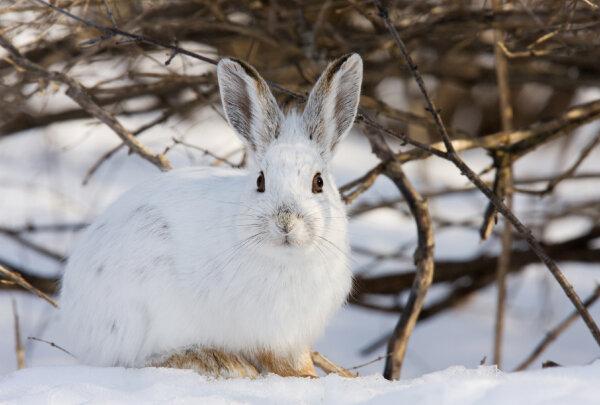 The snowshoe hare is among the many smaller members of the wildlife community visitors can expect to see in Denali National Park and Preserve. (Jim Cumming/Dreamstime)