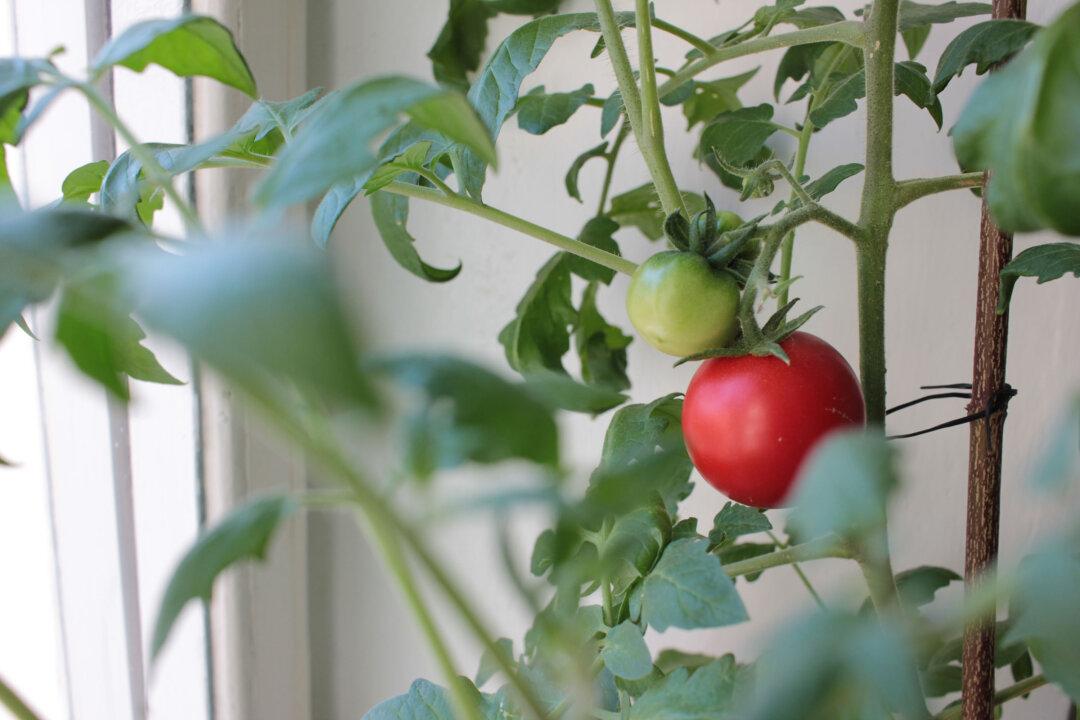 Lower Your Grocery Bill by Starting a Garden. It’s Possible No Matter How Big an Area You Have