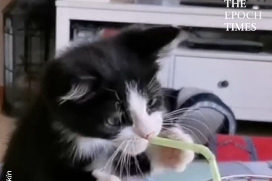 Kitten Tries to Drink Soda Through a Straw