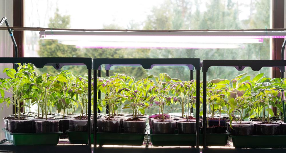 How to Choose the Right Grow Lights for Your Indoor Plants