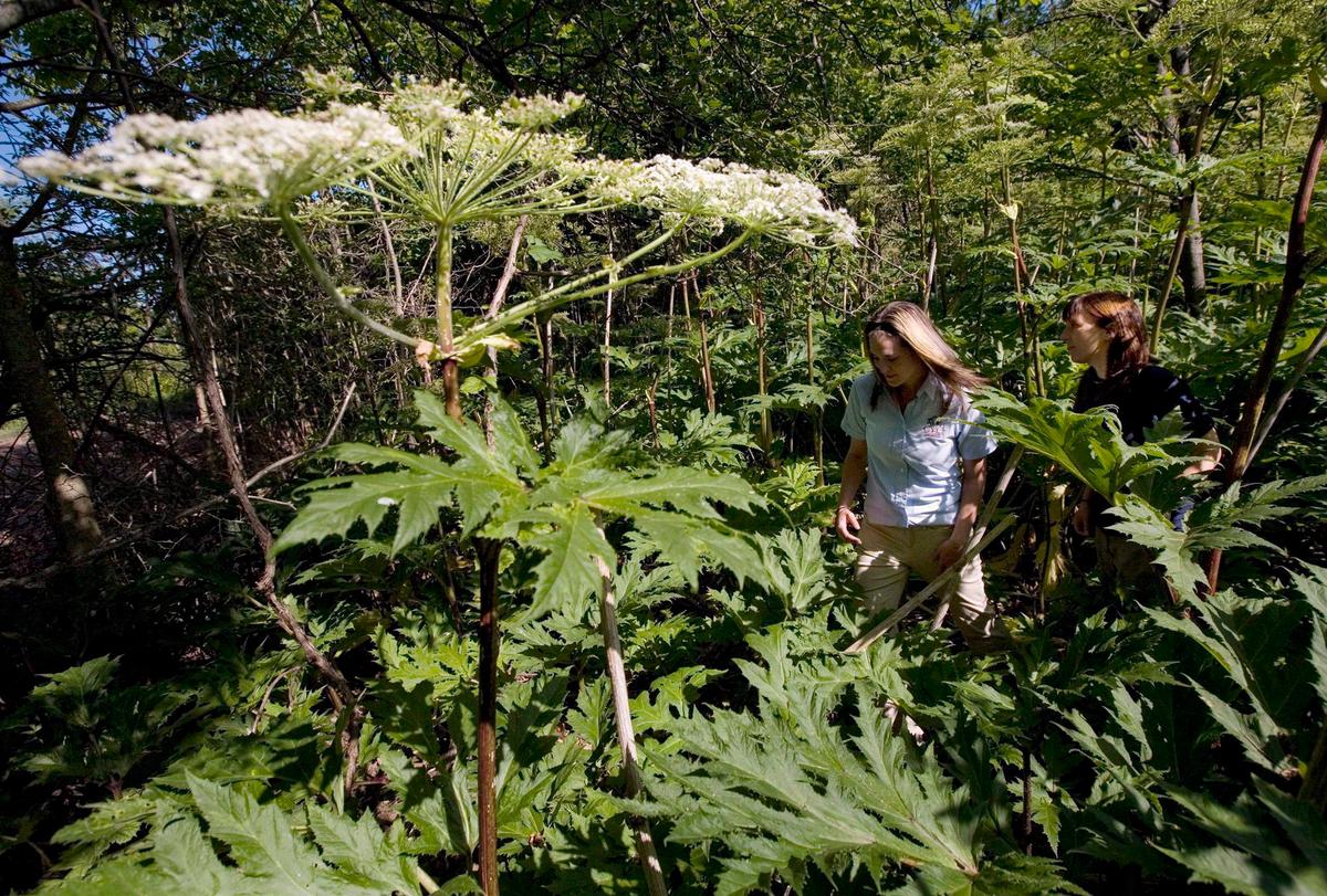 Dangerous, Invasive Plant Species Blooming in Ontario