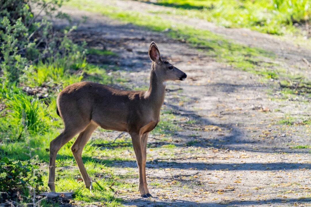 Catalina Island Officials Drop Plan to Shoot Deer From Helicopters