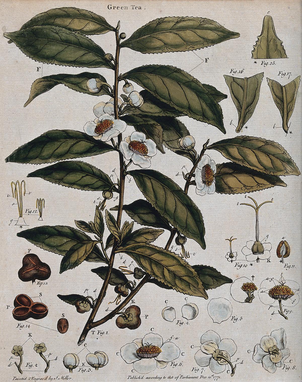 A colored engraving of the Tea plant (Camellia sinensis) with flowering stem, sectioned leaf, and floral segments, circa 1771, by J. Miller. (<a href="https://commons.wikimedia.org/wiki/File:Tea_plant_(Camellia_sinensis);_flowering_stem_with_sectioned_Wellcome_V0044086.jpg" target="_blank" rel="nofollow noopener">Wellcome Images</a>/<a href="https://creativecommons.org/licenses/by/4.0/deed.en" target="_blank" rel="nofollow noopener">CC BY 4.0 DEED</a>)