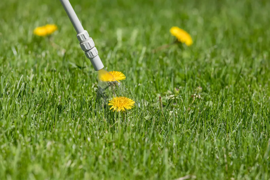 Using the Right Lawn Weedkiller
