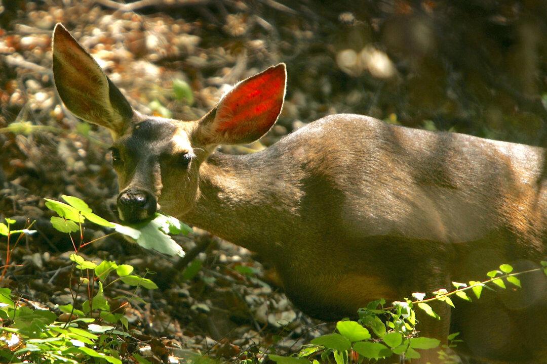County Supervisors Oppose Proposal to Shoot Deer Population on Catalina Island