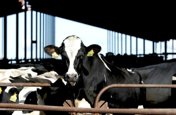 Cows at a dairy in California in a file image. (Rich Pedroncelli/AP Photo)