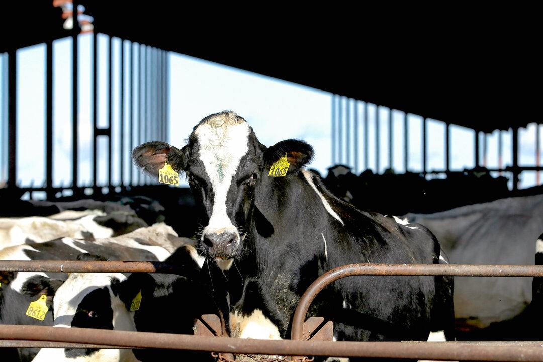 Dairy Cows Must Be Tested for Bird Flu Before Moving Between States: USDA