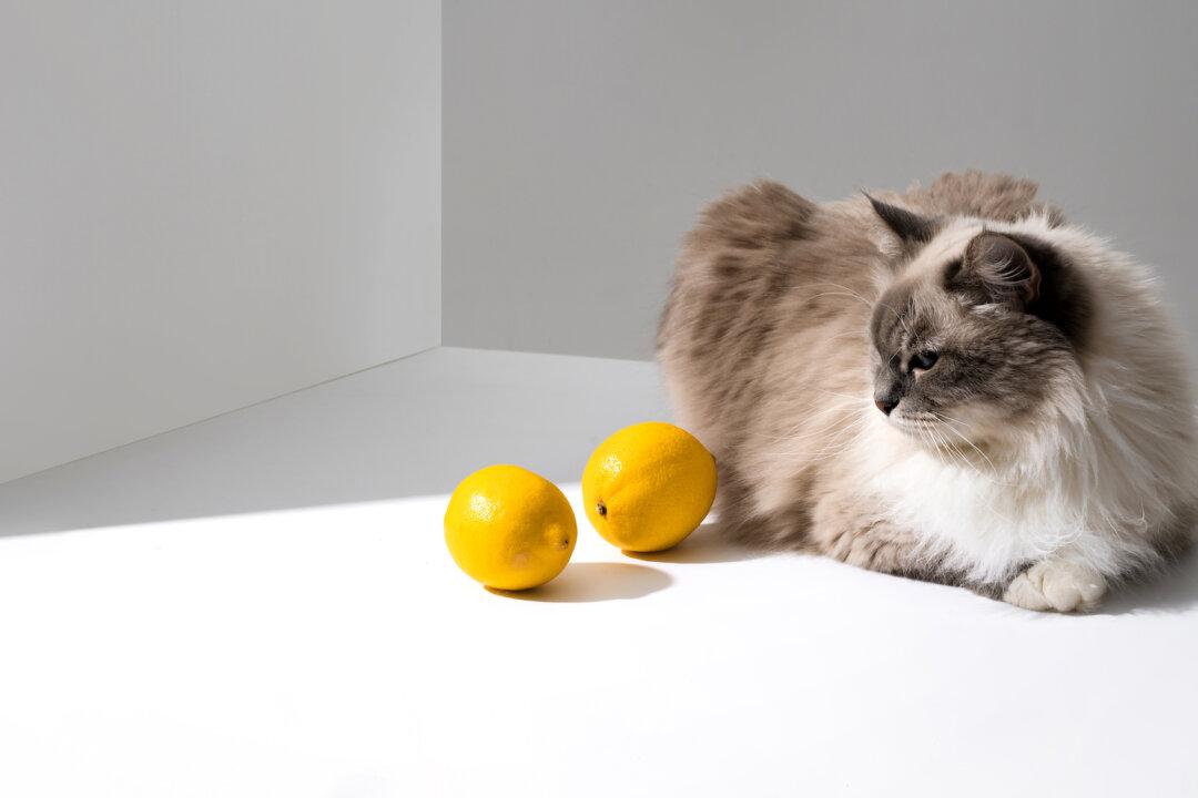 Mark Your Territory With Citrus