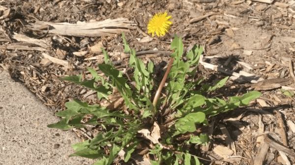 A dandelion. (<a href="https://www.youtube.com/watch?v=w0NuQy-_TzY&t=9s">Ramsey County</a>, licensed under <a href="https://creativecommons.org/licenses/by/3.0/legalcode" target="_blank" rel="nofollow noopener">CC BY 3.0</a>)