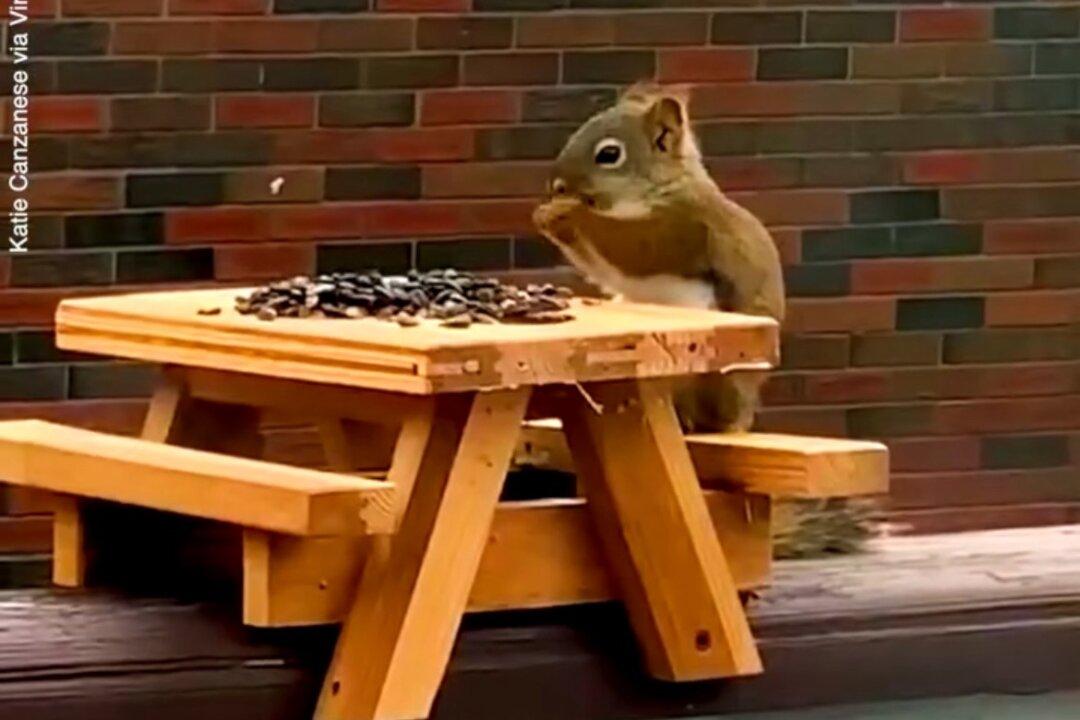 Squirrel Shows Off Perfect Table Manners