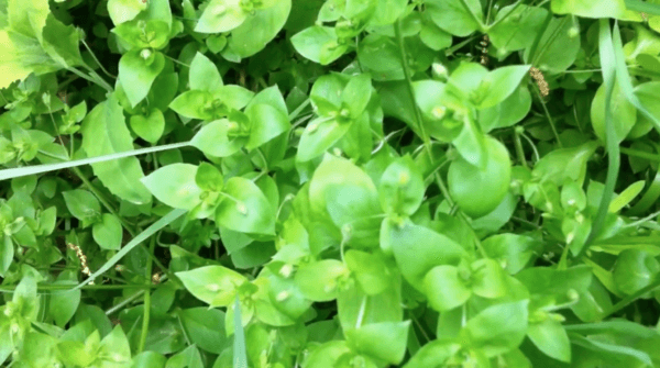 Chickweed. (<a href="https://www.youtube.com/watch?v=_uCbddg2bOg&t=2s" target="_blank" rel="nofollow noopener">wisewomantradition</a>, licensed under <a href="https://creativecommons.org/licenses/by/3.0/legalcode" target="_blank" rel="nofollow noopener">CC BY 3.0</a>)