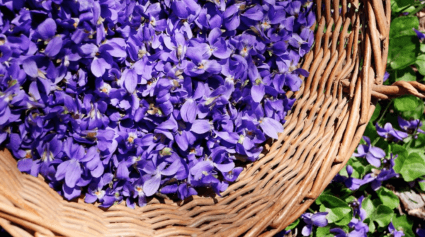 Violets in a basket. (Courtesy of Herbs with Rosalee)