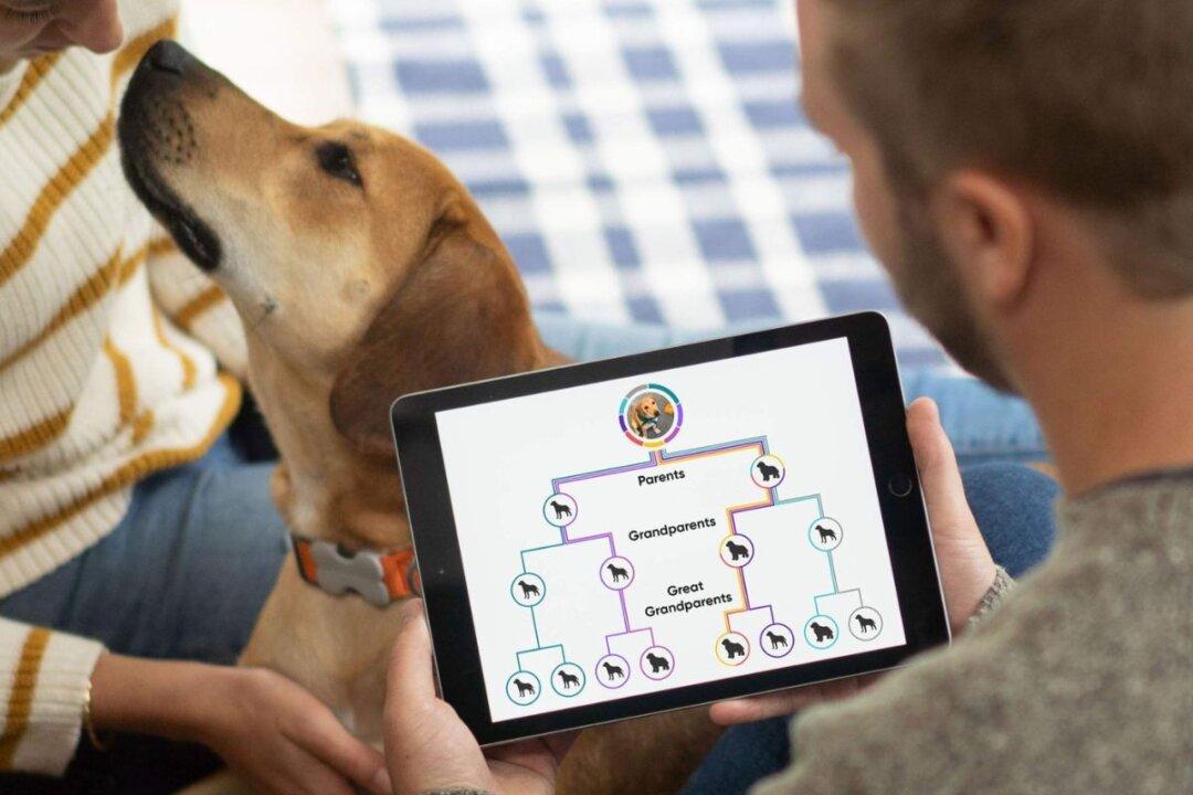 Top 10 Reliable Dog DNA Tests for Finding out Your Dog’s Breed