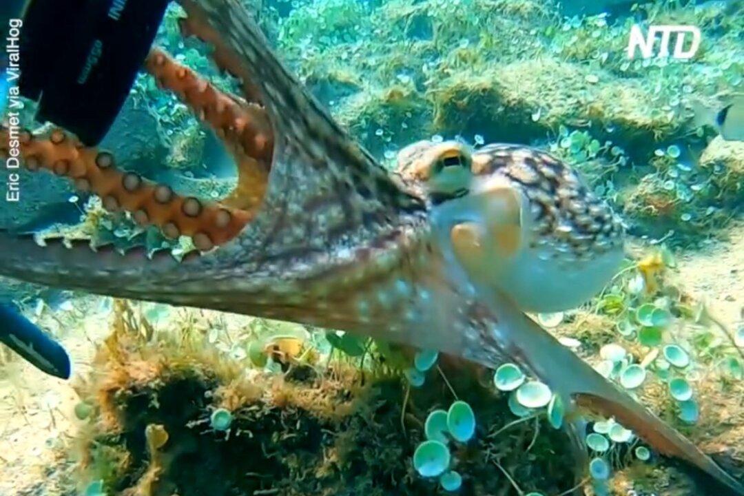 Octopus Tries to Take Camera