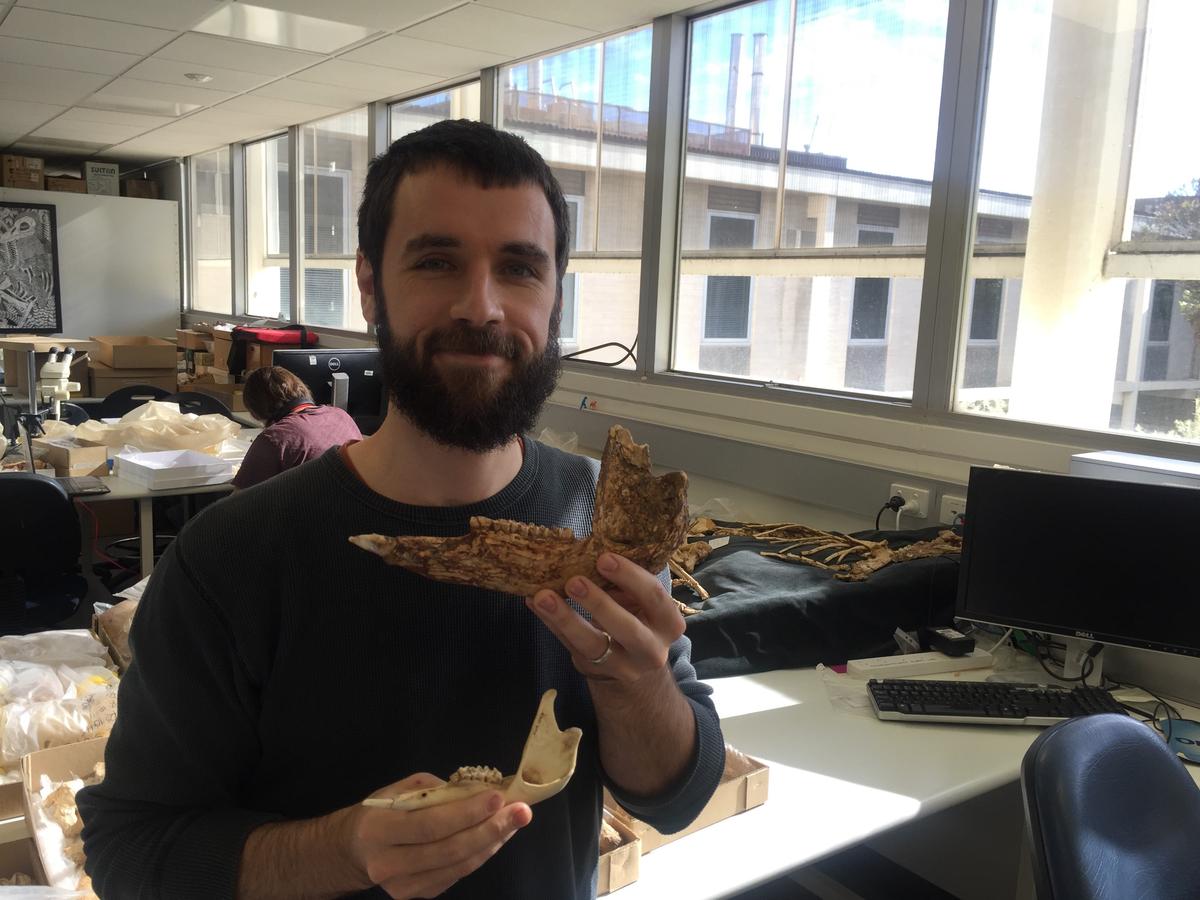 Researcher Uncover Largest Ever Species of Prehistoric Kangaroo