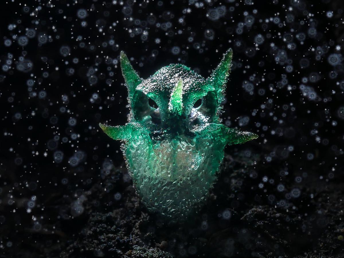 Shot by Mr. Lertsintanakorn. (Courtesy of Chatree Lertsintanakorn/<a href="https://www.worldnaturephotographyawards.com/">World Nature Photography Award</a>)