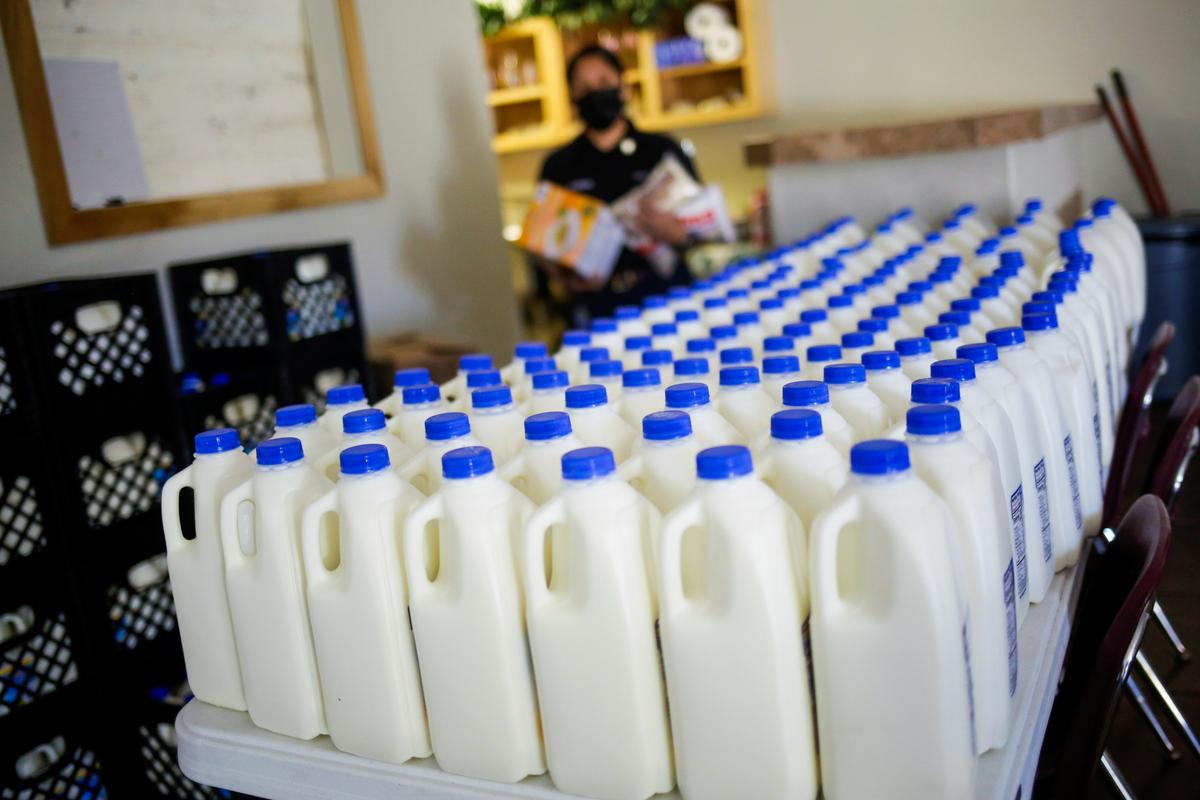 Early Tests Find Pasteurization Killed Bird Flu in Milk: FDA